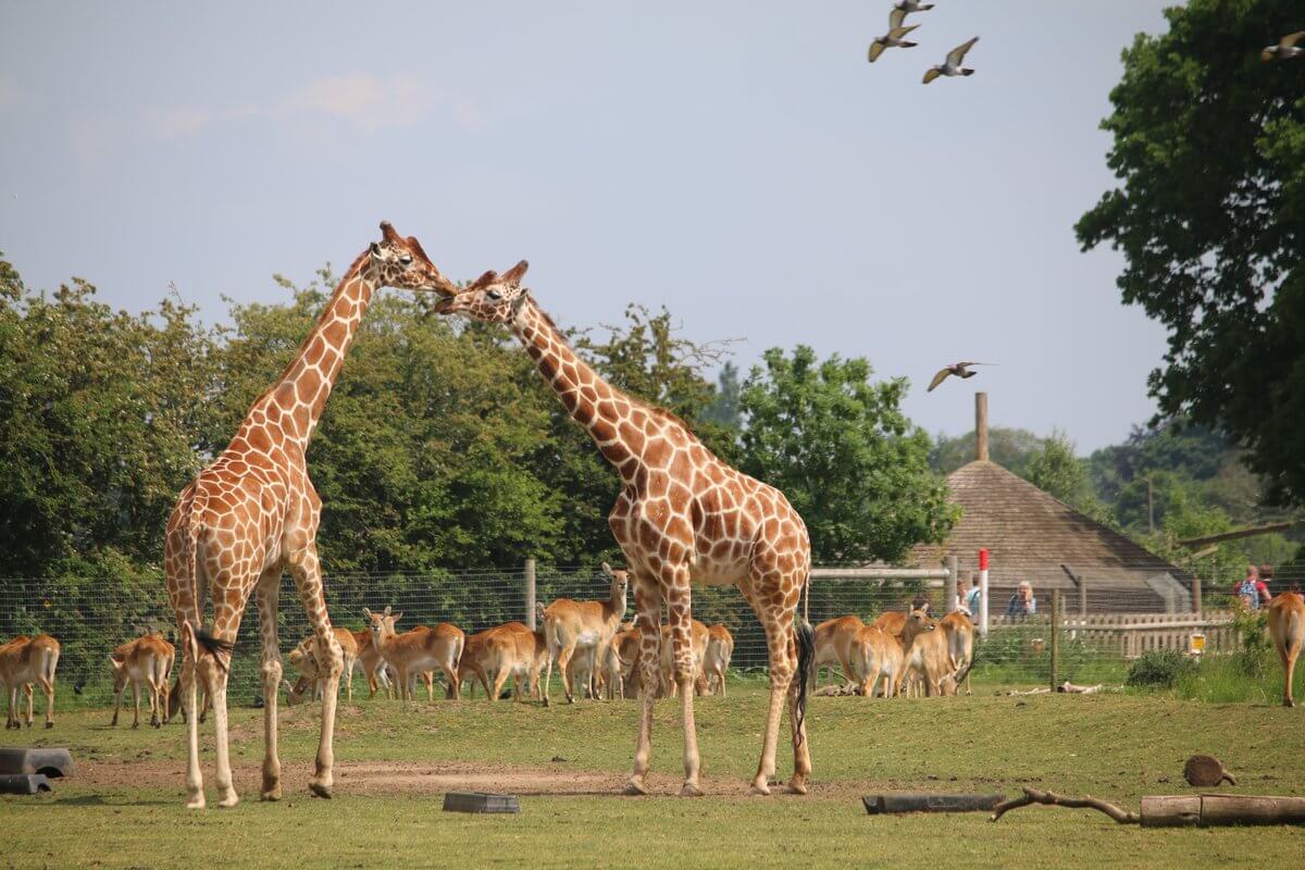 Tempat Safari Alam Liar Paling Keren di Dunia